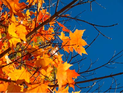 Changing Seasons: Why Fall is the Best Time to Clean Your Heat Pump/Special Fall Rates